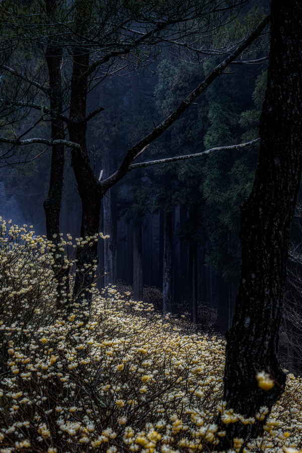 愛知県新城市のミツマタ群生地をスギの雑木林と一緒に撮影