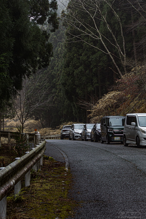 新城市のミツマタ群生地の車の駐車の雰囲気