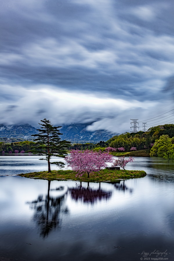 日野川ダムの八重桜の浮島を早朝にリフレクションを撮影