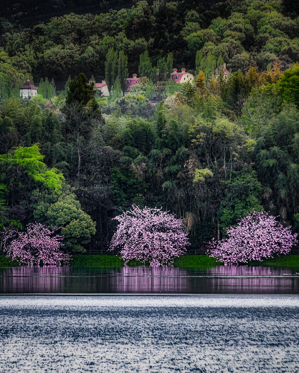日野川ダムの八重桜の浮島から早朝にリフレクションを撮影