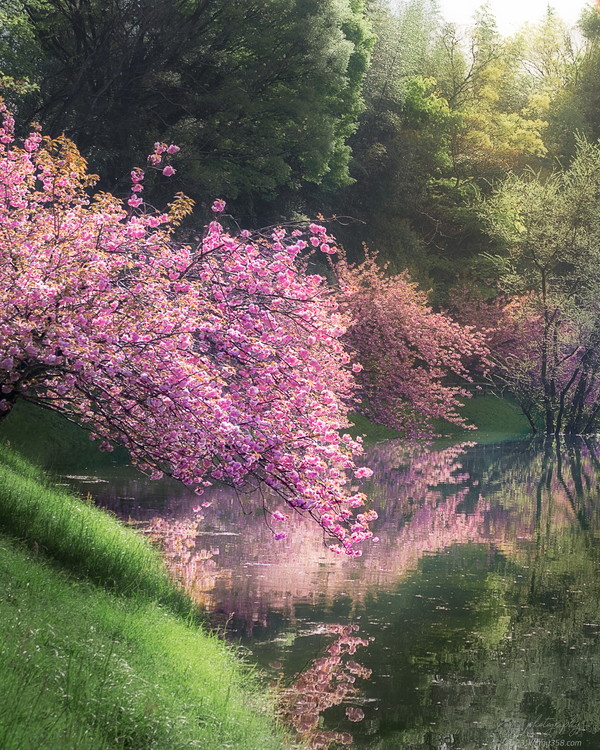 早朝に日野川ダムの八重桜リフレクションを撮影