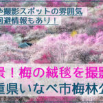 いなべ市梅林公園で満開の梅の絨毯を撮影！見頃や撮影の雰囲気の情報あり！