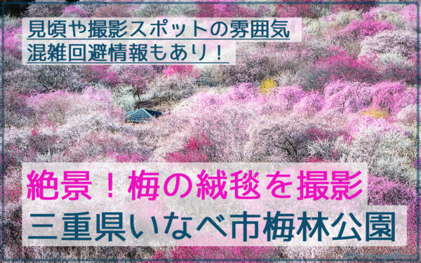 いなべ市梅林公園で満開の梅の絨毯を撮影！見頃や撮影の雰囲気の情報あり！