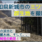 渓谷に黄金の絨毯！愛知県新城市のミツマタ群生地を撮影！