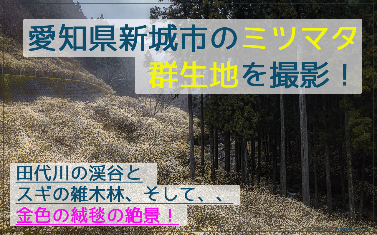 渓谷に黄金の絨毯！愛知県新城市のミツマタ群生地を撮影！