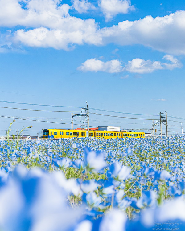 三重県大泉駅でネモフィラ畑に黄色の三岐鉄道を撮影