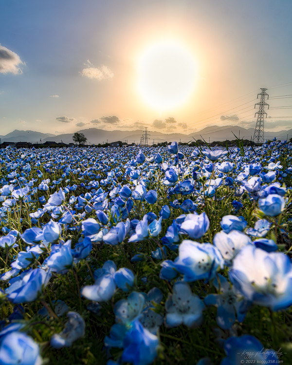 三重県大泉駅でマジックアワーの夕日とネモフィラ畑を撮影