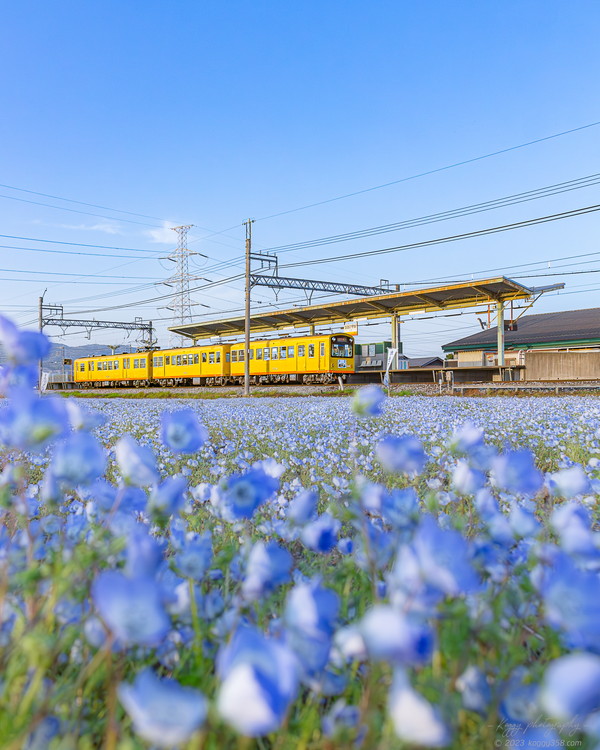 三重県大泉駅でネモフィラ畑に黄色の三岐鉄道を撮影
