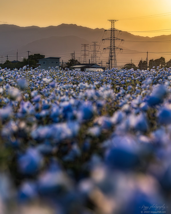 三重県大泉駅でマジックアワーの夕焼けとネモフィラ畑を撮影