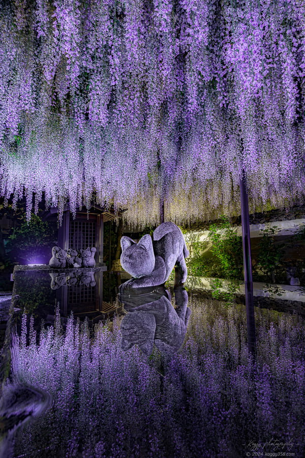 愛知県田原市の隣江山潮音寺で藤棚ライトアップと招き猫のお地蔵さんのリフレクションを撮影!
