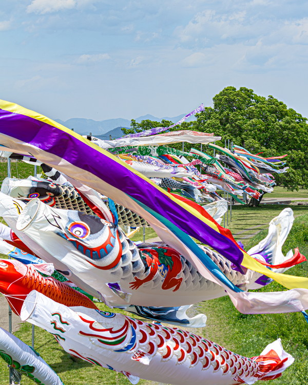 境川緑道公園で青空に鯉のぼりを撮影