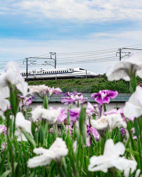 愛知県一宮市の萬葉公園(高松分園)で花菖蒲と新幹線を撮影