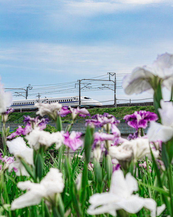 愛知県一宮市の萬葉公園(高松分園)で花菖蒲と新幹線を撮影