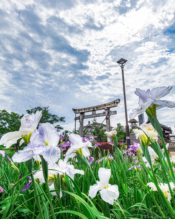 萬葉公園(高松分園)で花菖蒲と新幹線を撮影！【愛知県一宮市】 | こぎフォト ダイアログ