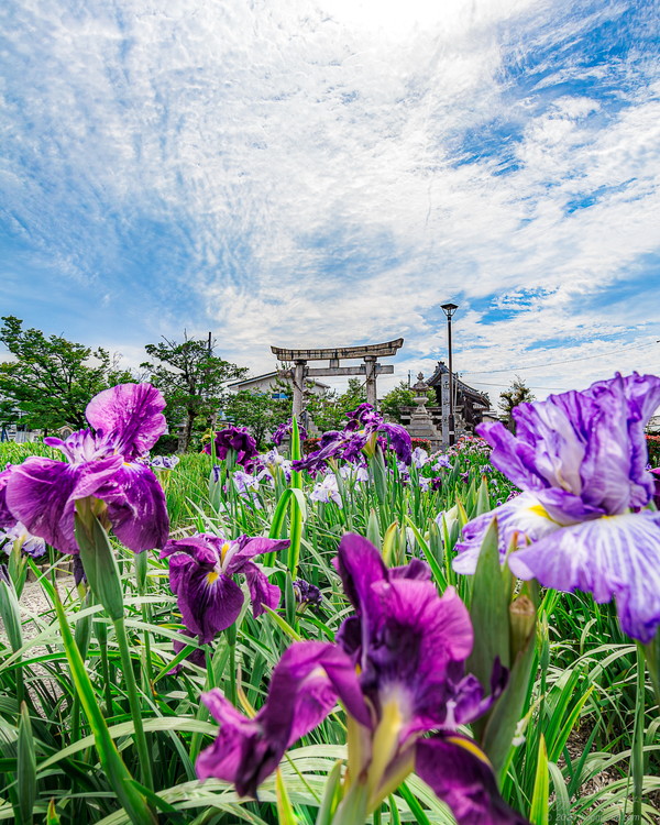 萬葉公園(高松分園)で花菖蒲と新幹線を撮影！【愛知県一宮市】 | こぎフォト ダイアログ