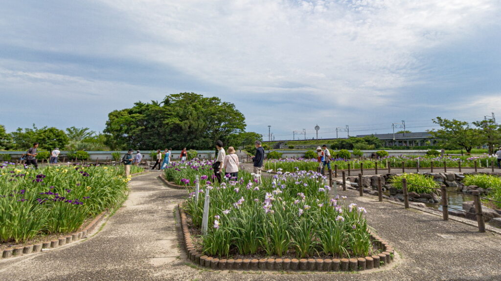 愛知県一宮市の萬葉公園(高松分園)の花菖蒲の雰囲気