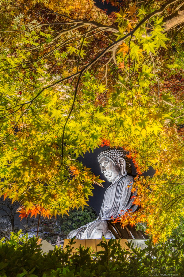愛知県東海市の聚楽園大仏公園でライトアップされた紅葉に囲まれた大仏を撮影