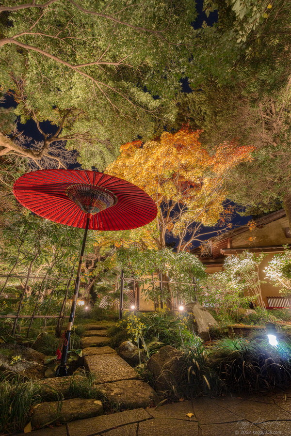 愛知県東海市の聚楽園大仏公園でライトアップされた紅葉と和傘のある茶室の「嚶鳴庵」を撮影