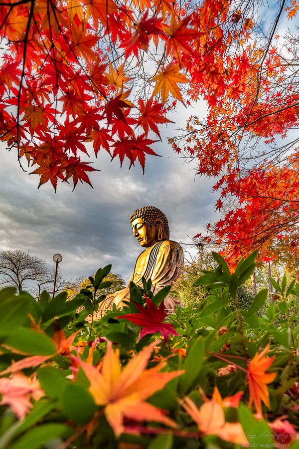 愛知県東海市の聚楽園大仏公園で紅葉に囲まれた大仏を撮影