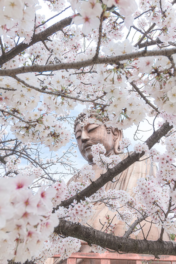 愛知県東海市の聚楽園大仏公園で桜に囲まれた大仏を撮影