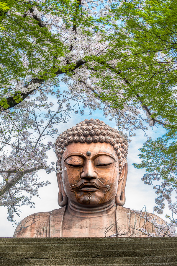 愛知県東海市の聚楽園大仏公園で桜と大仏・モミジを撮影