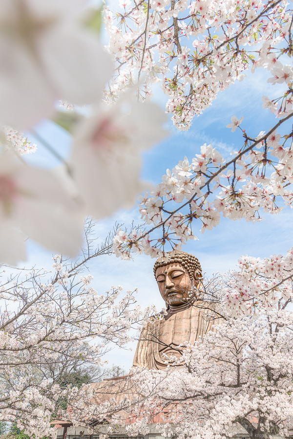 愛知県東海市の聚楽園大仏公園で桜に囲まれた大仏を撮影