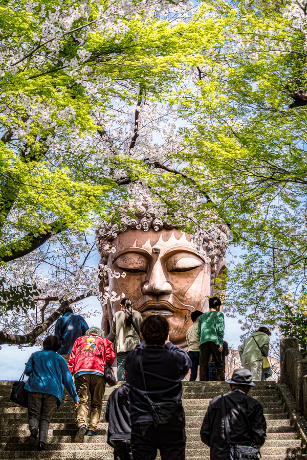 愛知県東海市の聚楽園大仏公園で桜と大仏・観光客を撮影