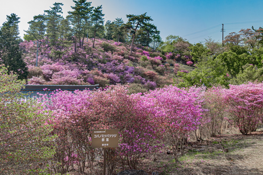 古瀬間御嶽神社とコバノミツバツツジ群生地の雰囲気