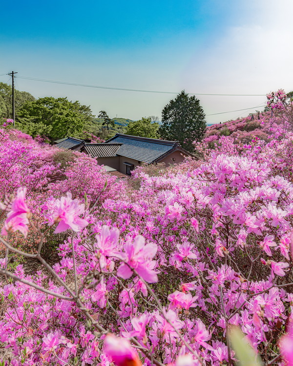 古瀬間御嶽神社とコバノミツバツツジ群生地を撮影
