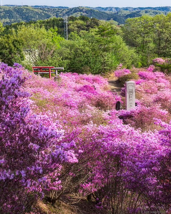 古瀬間御嶽神社の鳥居とコバノミツバツツジ群生地を撮影