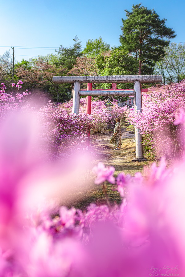 古瀬間御嶽神社の鳥居とコバノミツバツツジ群生地でポートレートを撮影