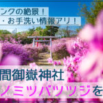 どピンク！古瀬間御嶽神社のコバノミツバツツジを撮影【豊田市】