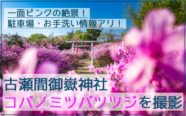 どピンク！古瀬間御嶽神社のコバノミツバツツジを撮影【豊田市】