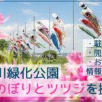 境川緑道公園で青空に鯉のぼりとツツジを撮影【岐阜県岐阜寺】