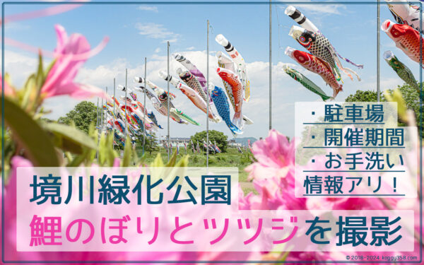 境川緑道公園で青空に鯉のぼりとツツジを撮影【岐阜県岐阜寺】